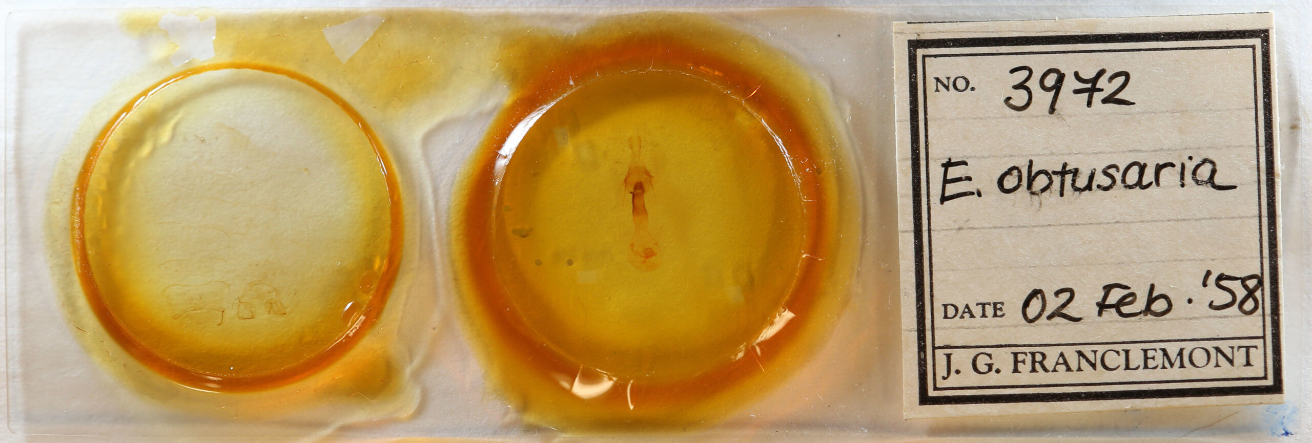 slide view of adult Euchlaena obtusaria