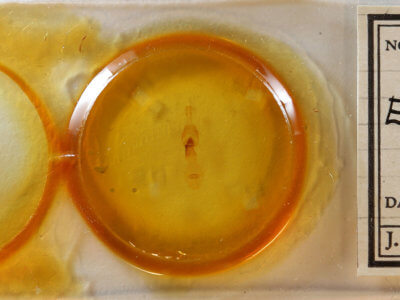 slide view of adult Euchlaena obtusaria