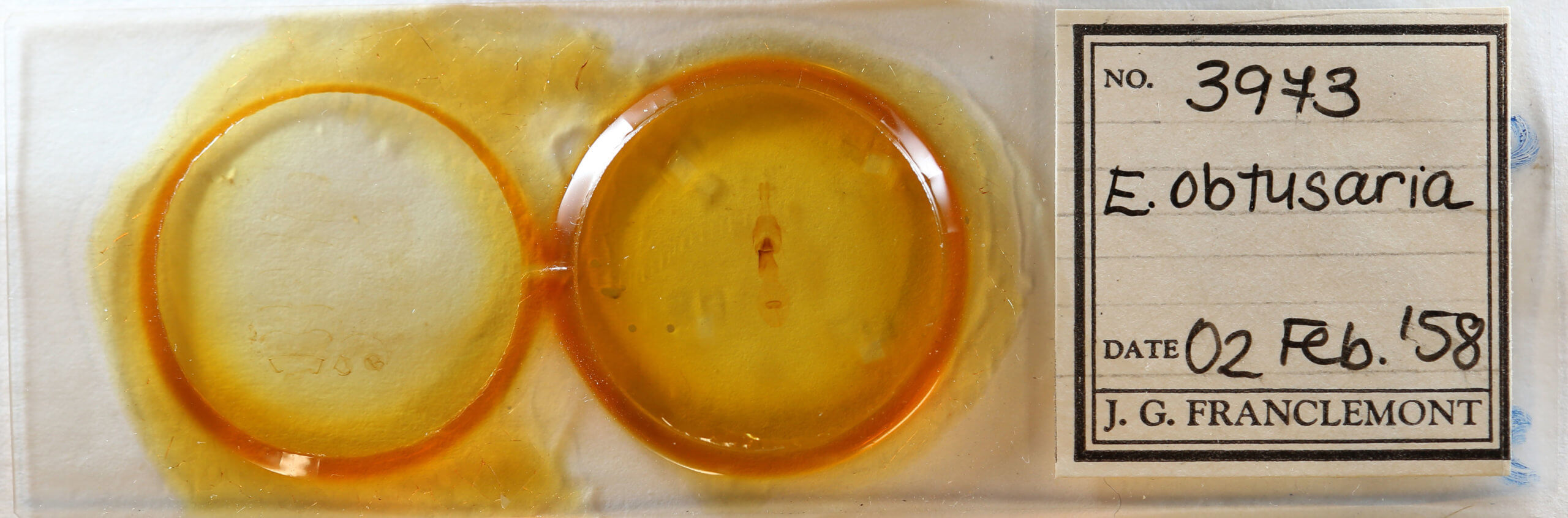 slide view of adult Euchlaena obtusaria