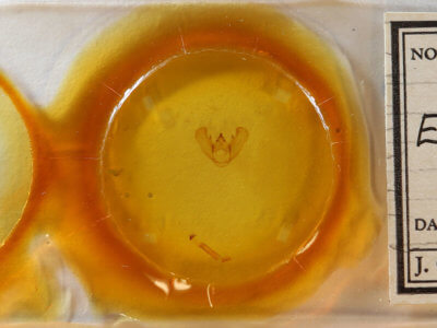 slide view of adult Euchlaena effecta