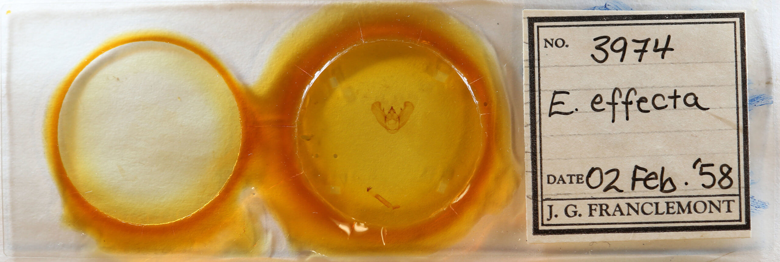 slide view of adult Euchlaena effecta