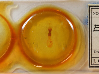 slide view of adult Euchlaena effecta