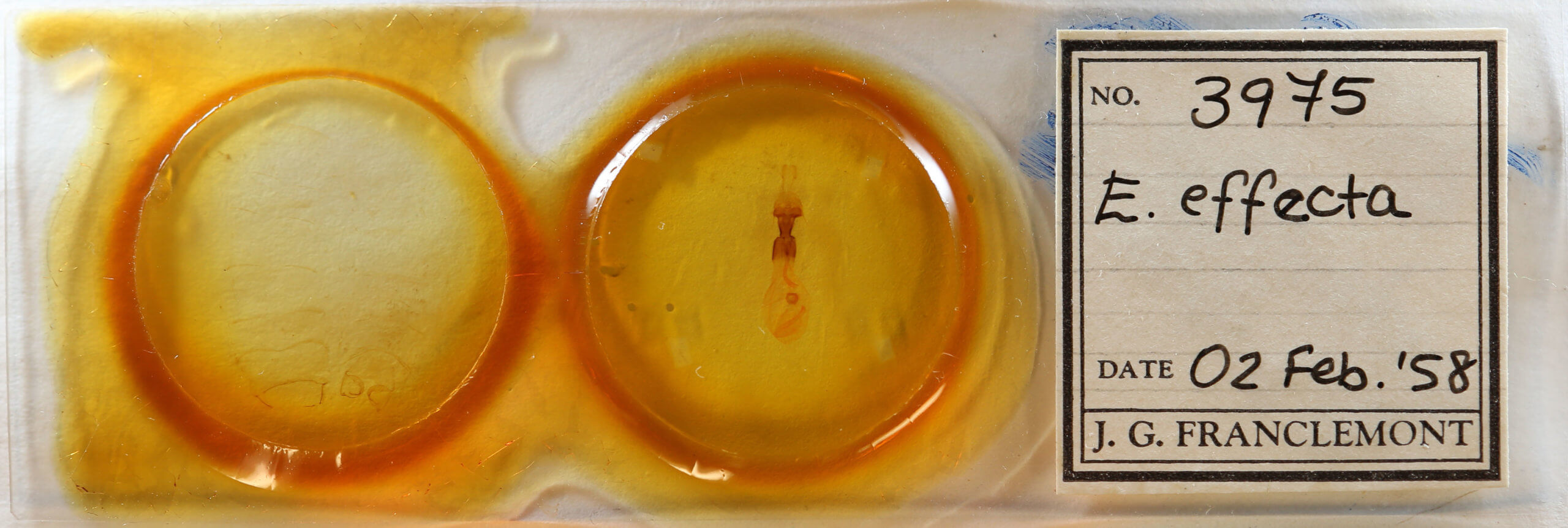 slide view of adult Euchlaena effecta