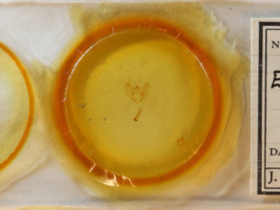 slide view of adult Euchlaena johnsonaria