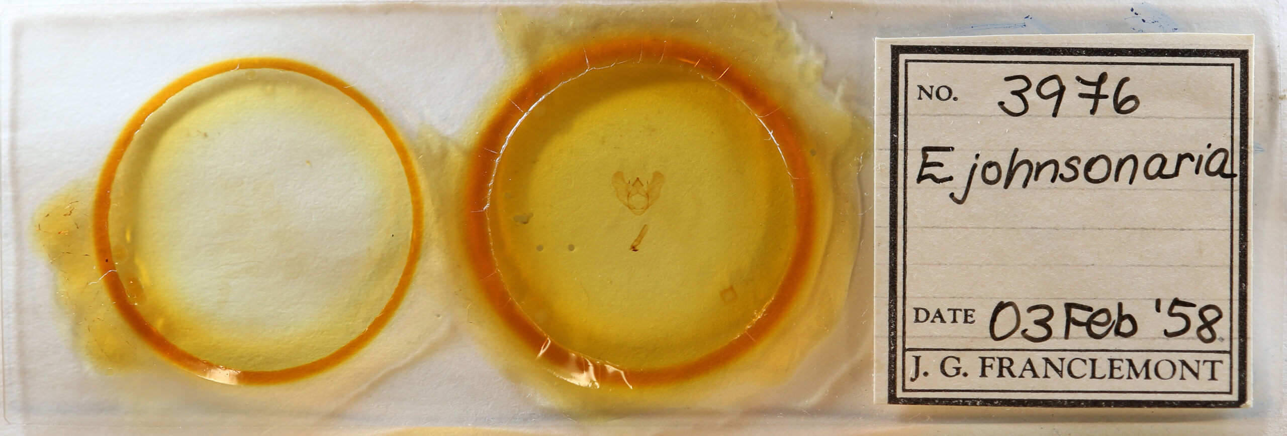 slide view of adult Euchlaena johnsonaria