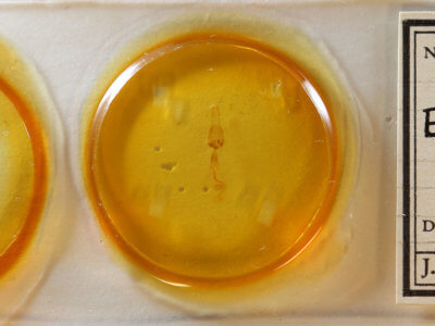 slide view of adult Euchlaena johnsonaria