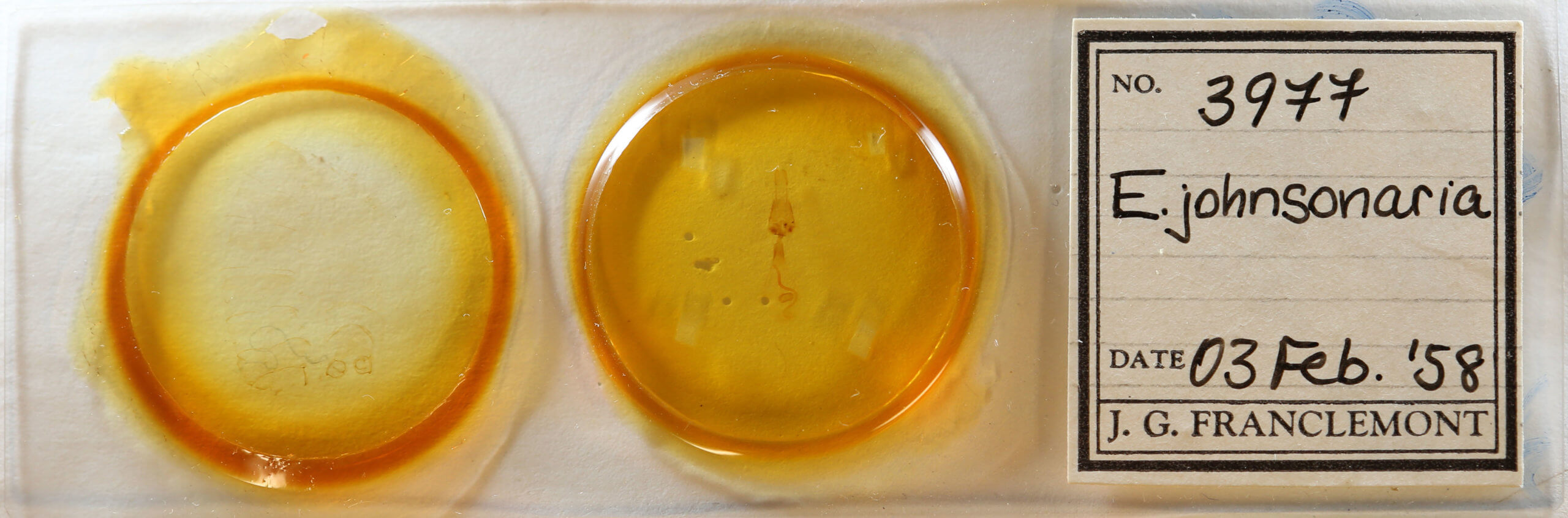 slide view of adult Euchlaena johnsonaria