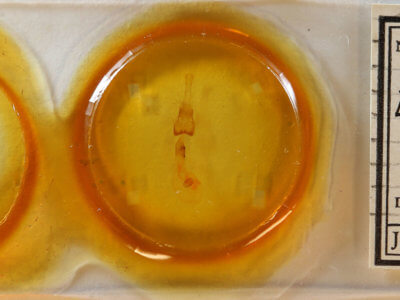 slide view of adult Euchlaena marginaria