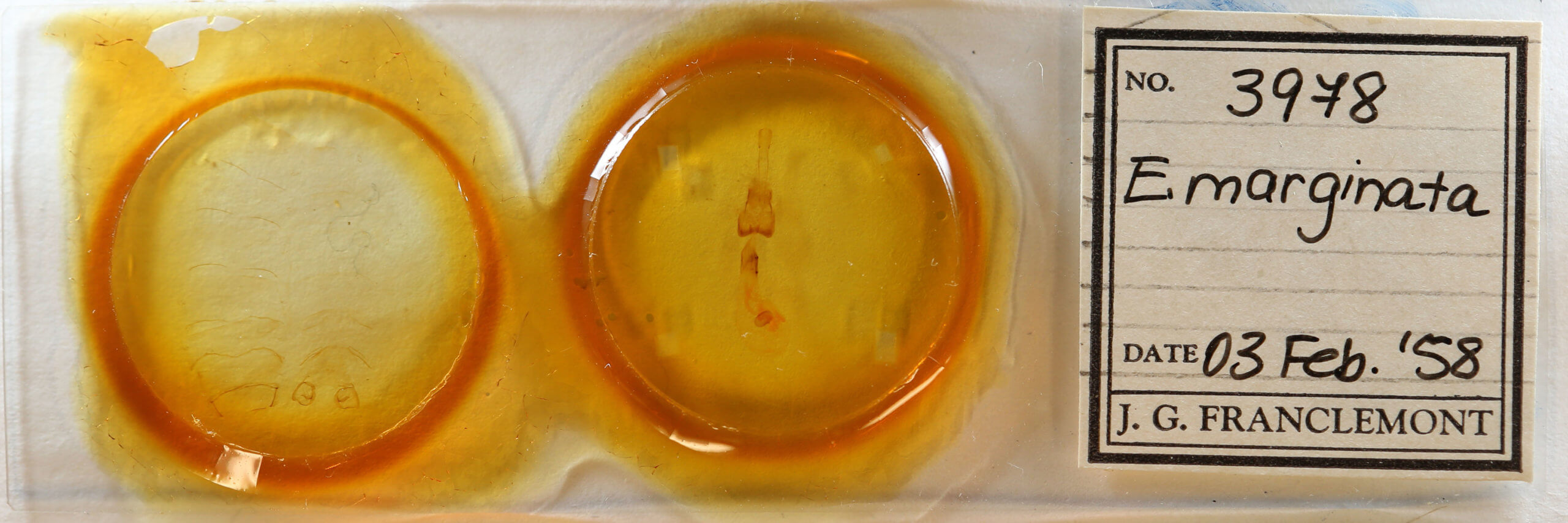 slide view of adult Euchlaena marginaria