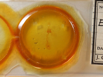 slide view of adult Euchlaena irraria