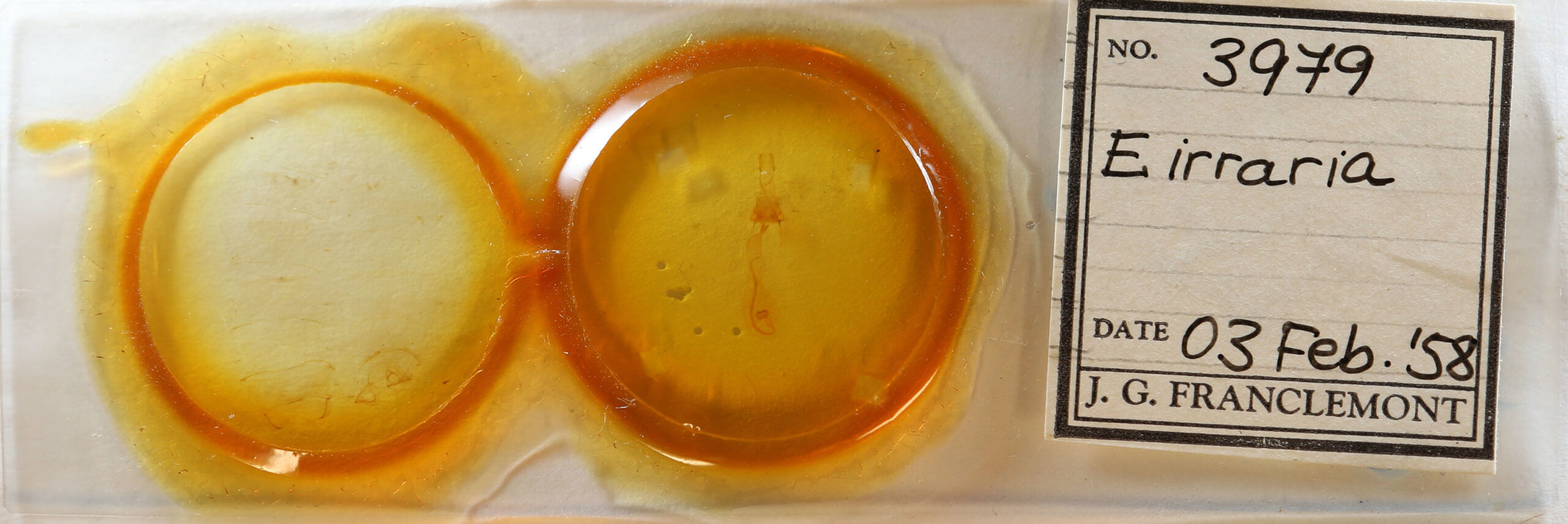 slide view of adult Euchlaena irraria