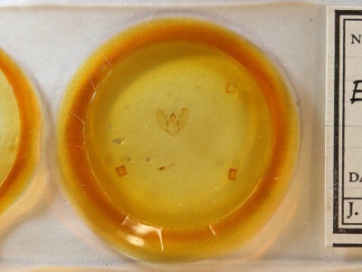 slide view of adult Euchlaena johnsonaria