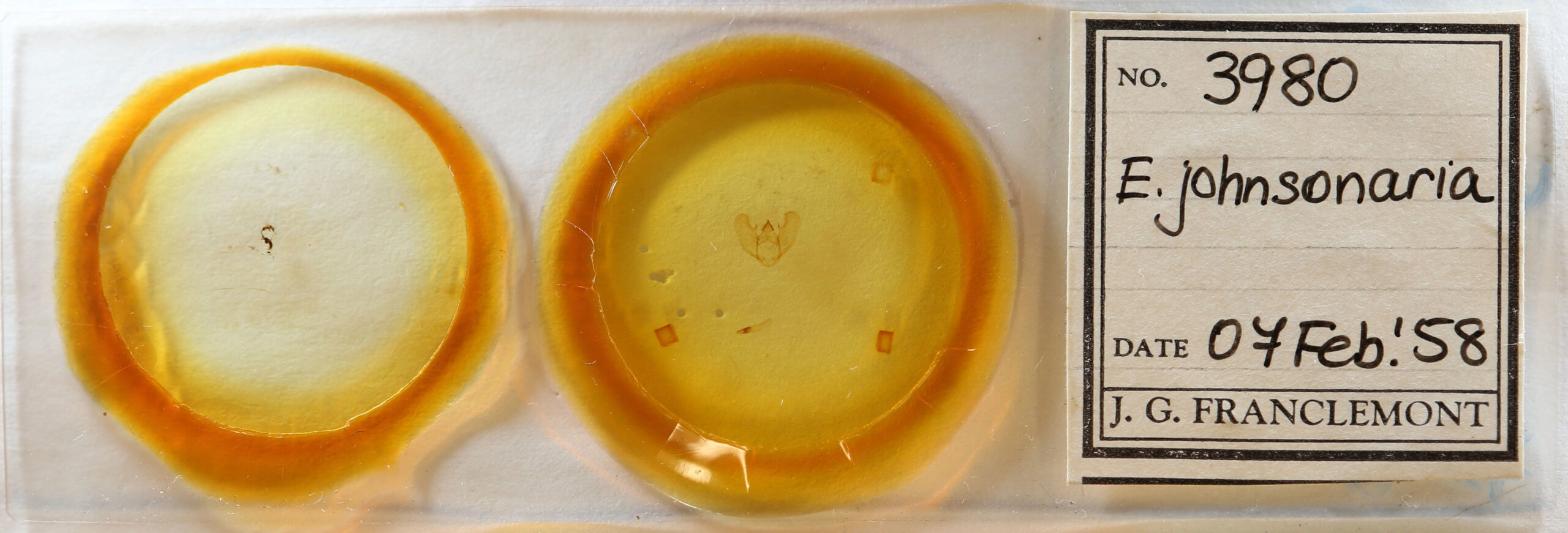 slide view of adult Euchlaena johnsonaria