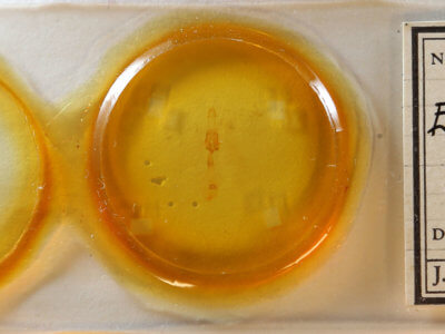 slide view of adult Euchlaena johnsonaria