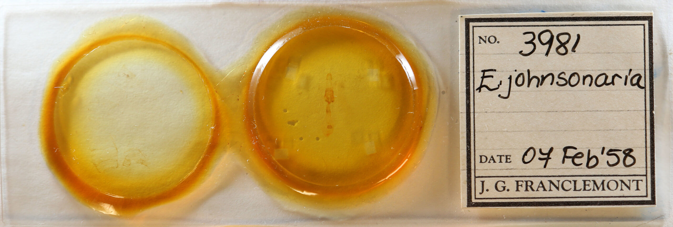 slide view of adult Euchlaena johnsonaria