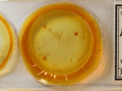 slide view of adult Euchlaena johnsonaria