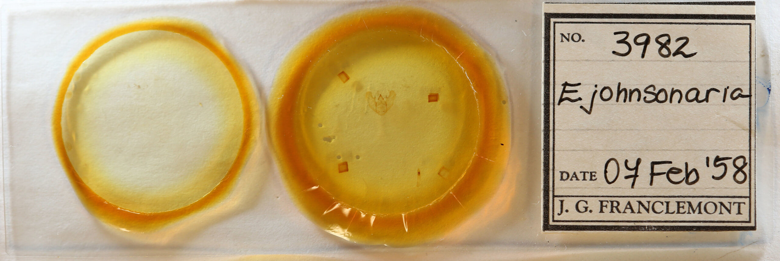 slide view of adult Euchlaena johnsonaria