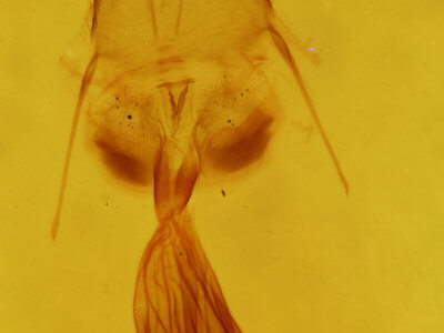 genitalia view of adult Euchlaena johnsonaria