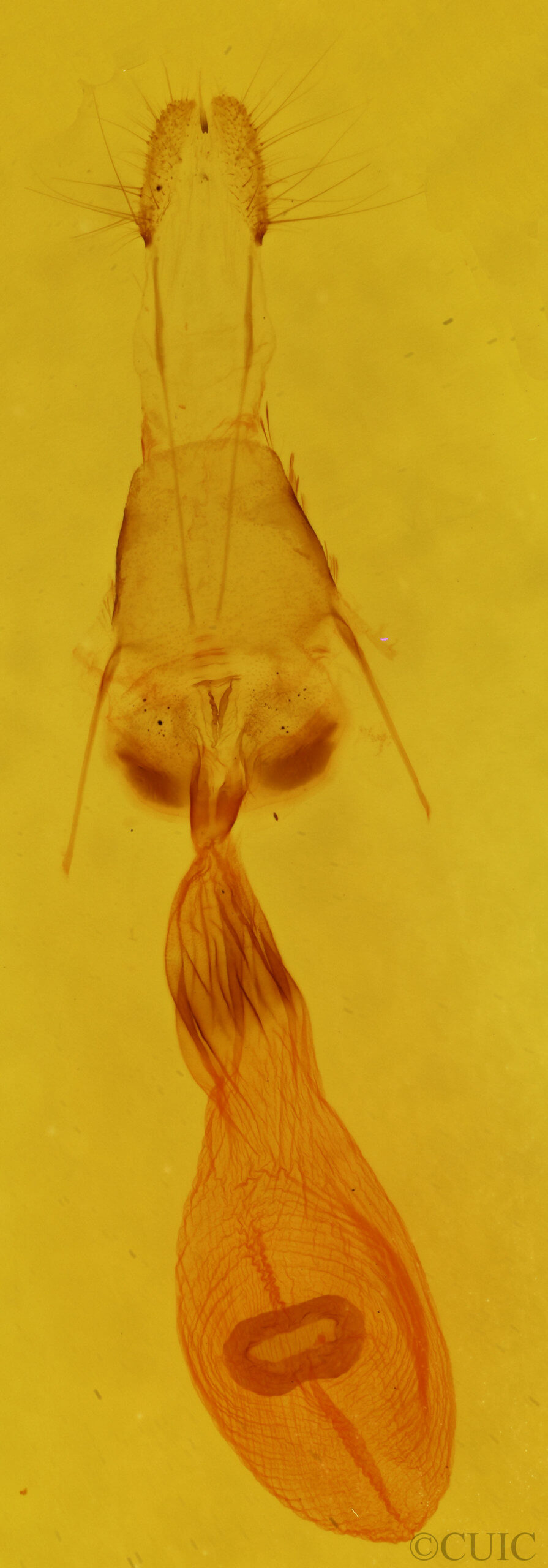 genitalia view of adult Euchlaena johnsonaria