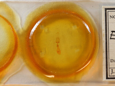 slide view of adult Euchlaena johnsonaria