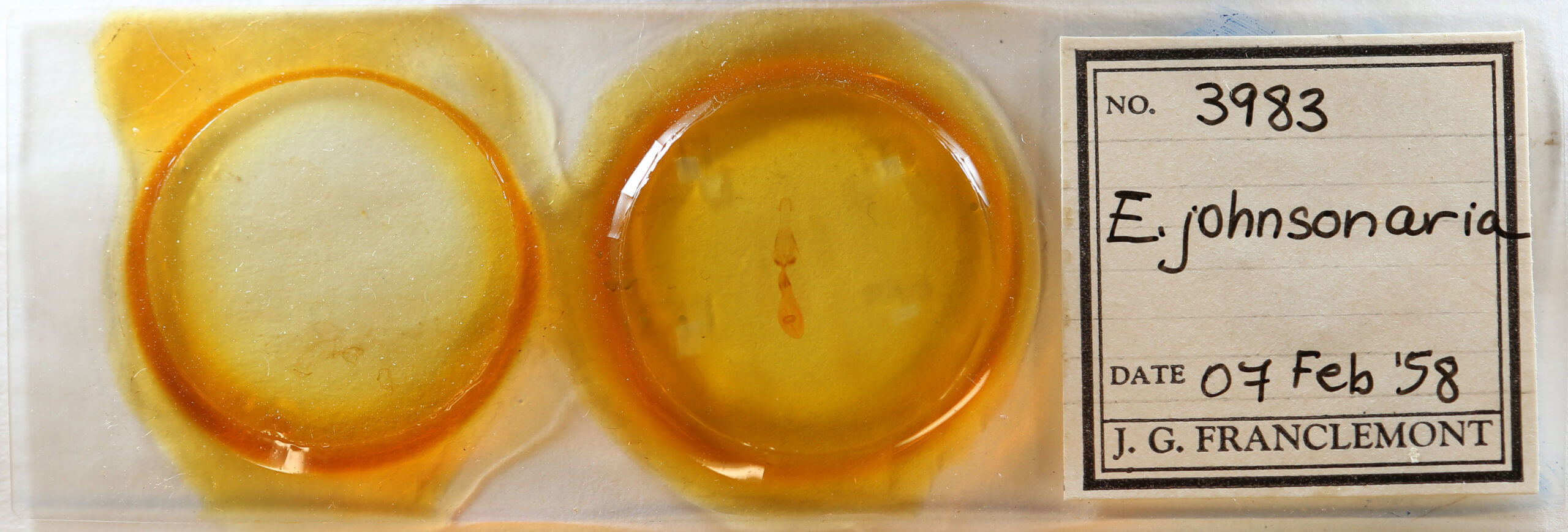 slide view of adult Euchlaena johnsonaria