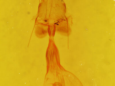 genitalia view of adult Euchlaena madusaria