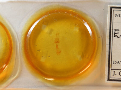 slide view of adult Euchlaena madusaria