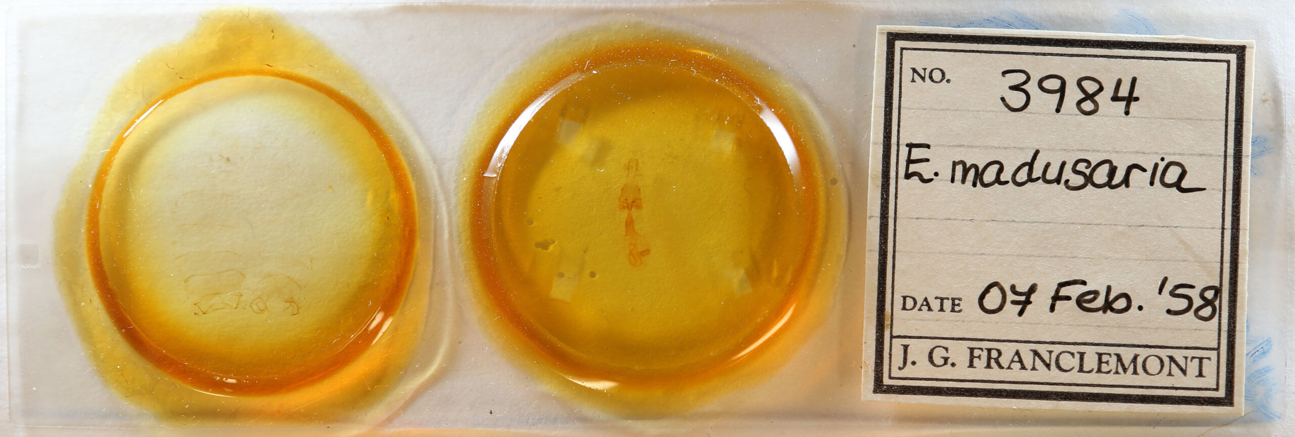 slide view of adult Euchlaena madusaria