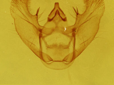 genitalia view of adult Euchlaena madusaria