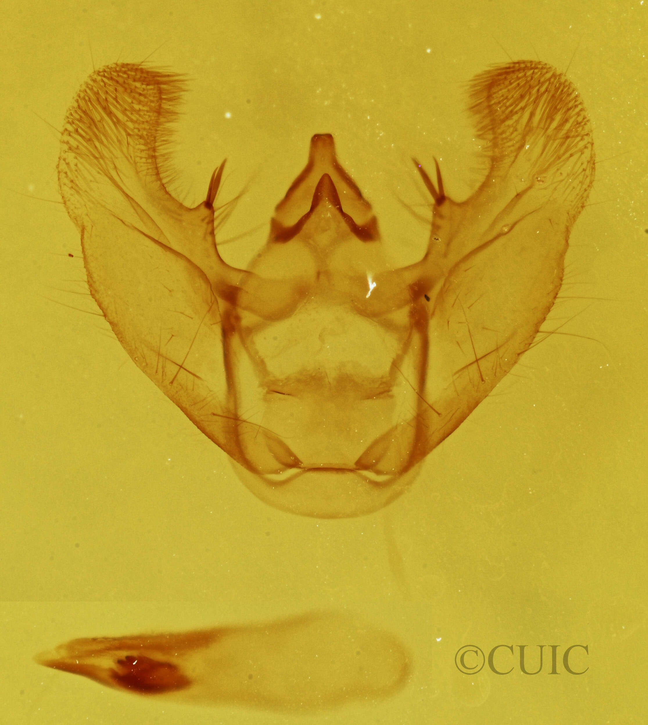 genitalia view of adult Euchlaena madusaria