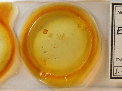 slide view of adult Euchlaena madusaria