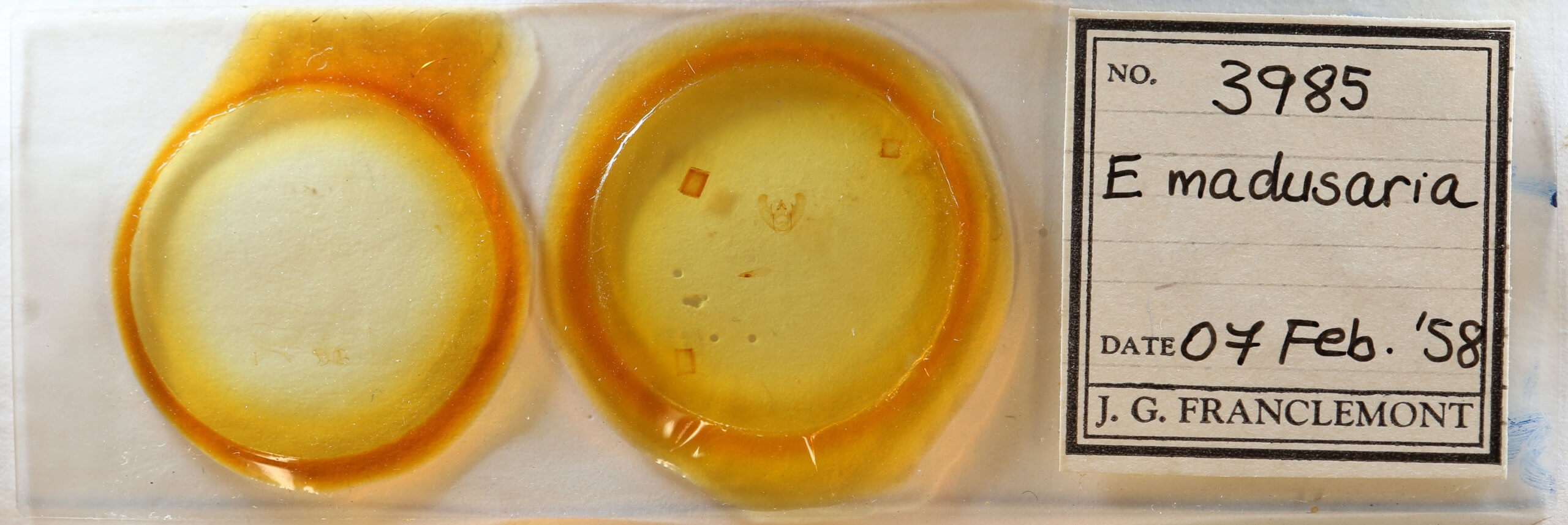 slide view of adult Euchlaena madusaria