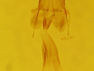 genitalia view of adult Euchlaena madusaria