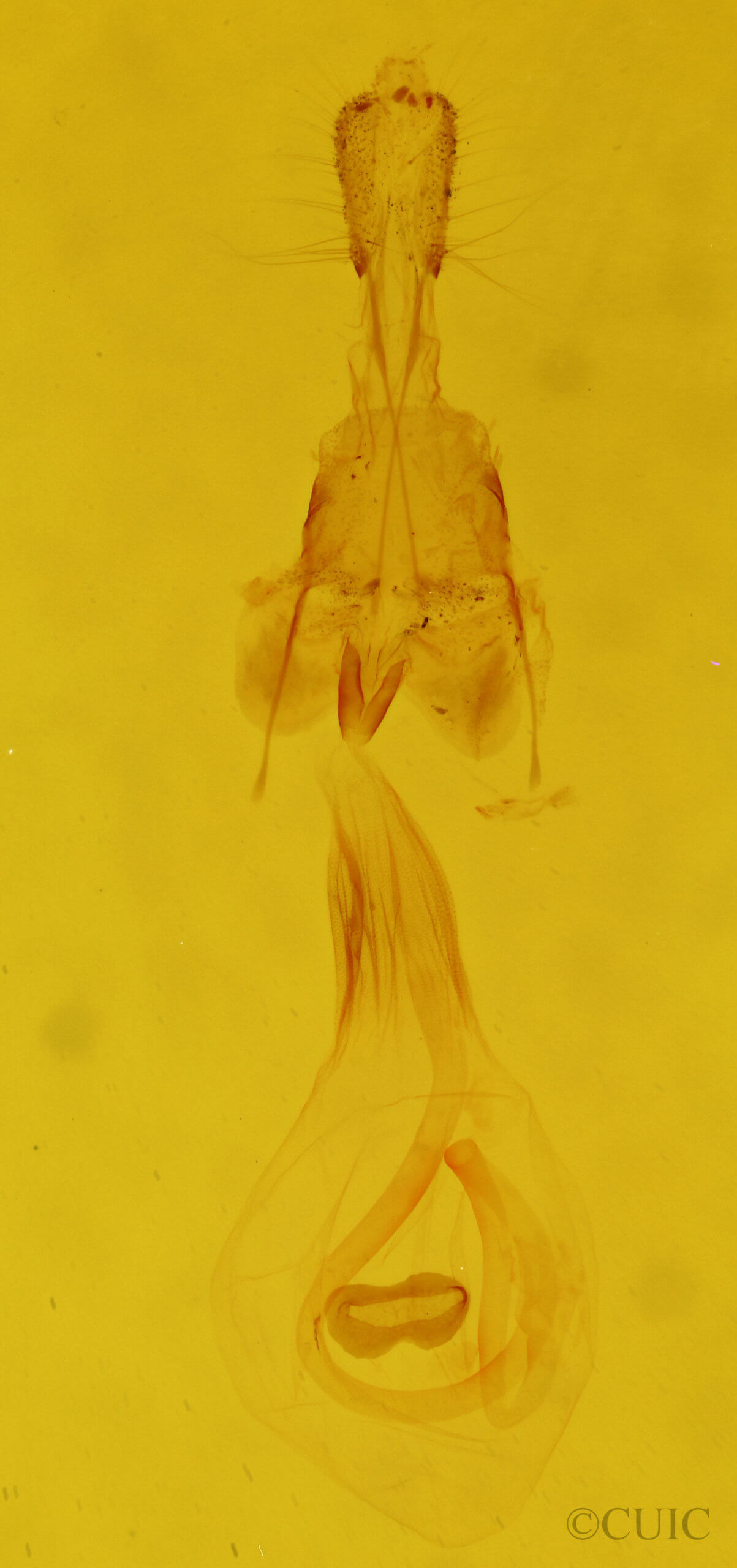 genitalia view of adult Euchlaena madusaria