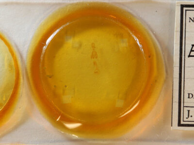 slide view of adult Euchlaena madusaria