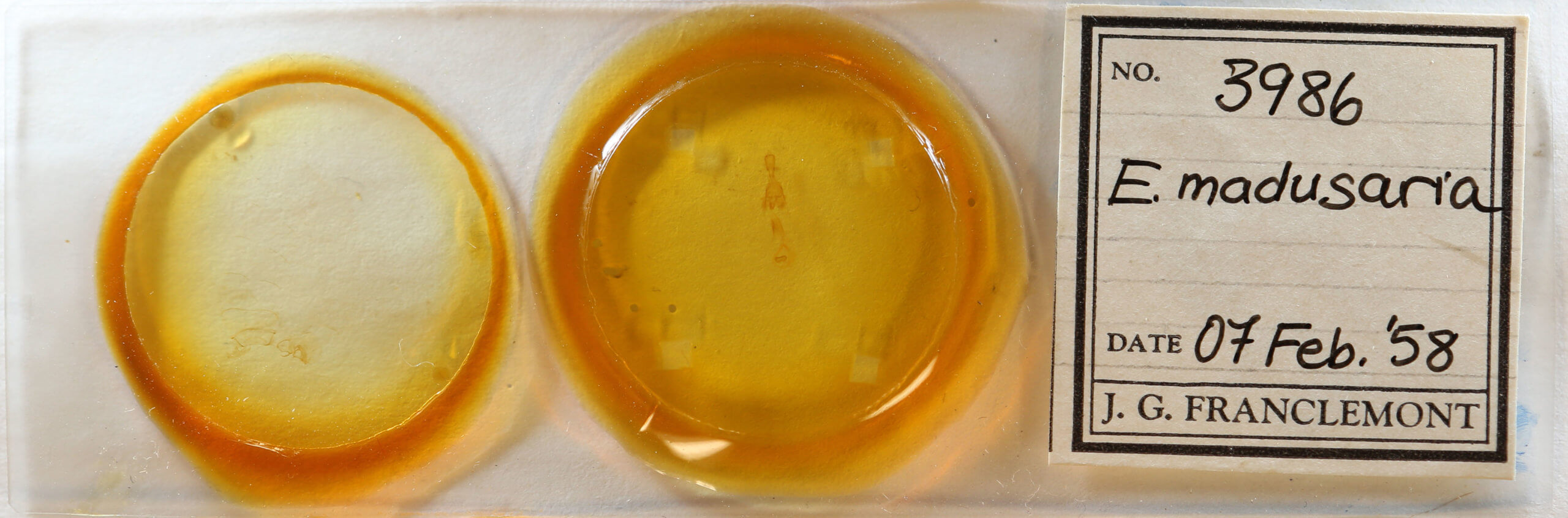 slide view of adult Euchlaena madusaria