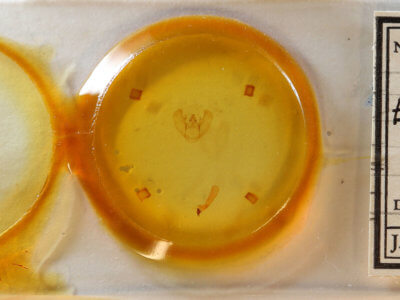 slide view of adult Euchlaena amoenaria astylusaria