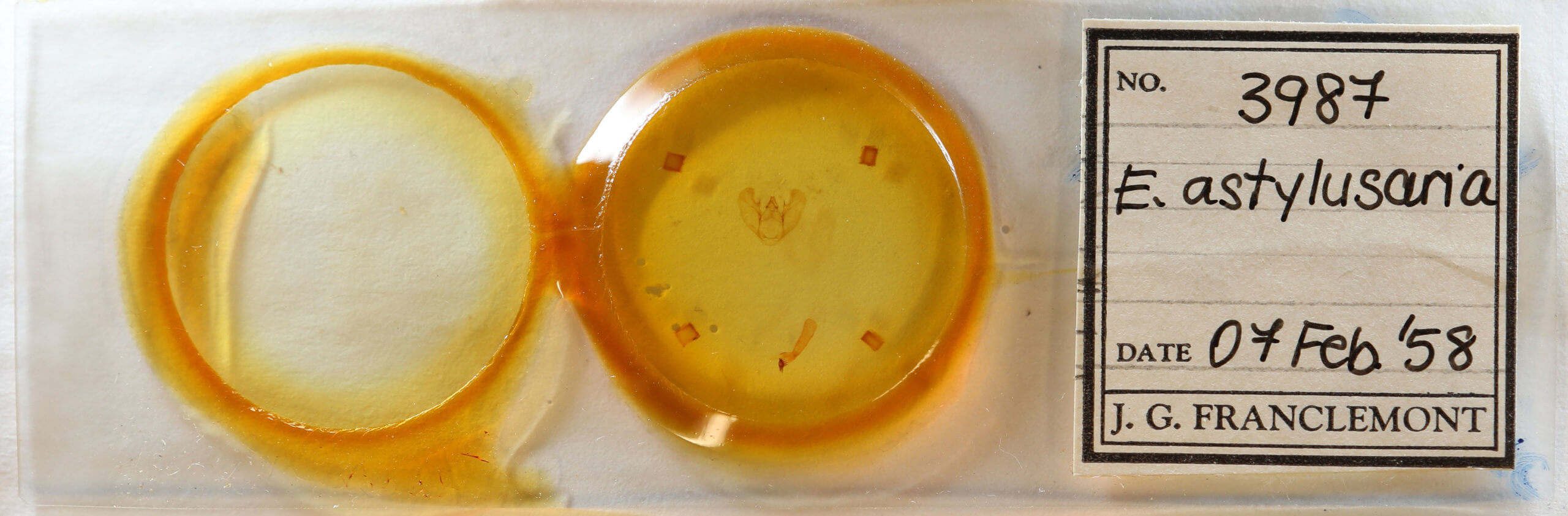 slide view of adult Euchlaena amoenaria astylusaria