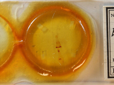 slide view of adult Euchlaena amoenaria astylusaria