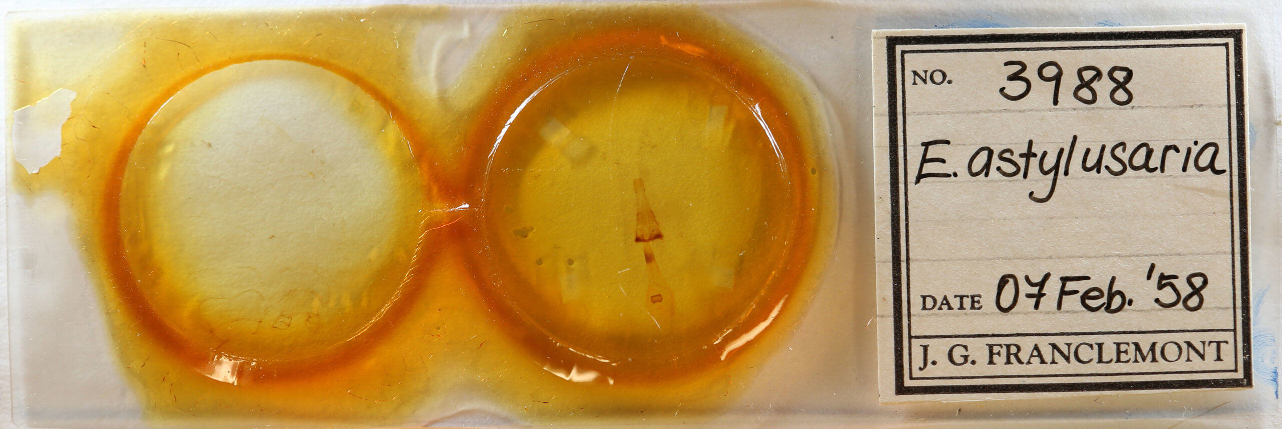 slide view of adult Euchlaena amoenaria astylusaria