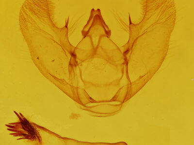 genitalia view of adult Euchlaena amoenaria astylusaria