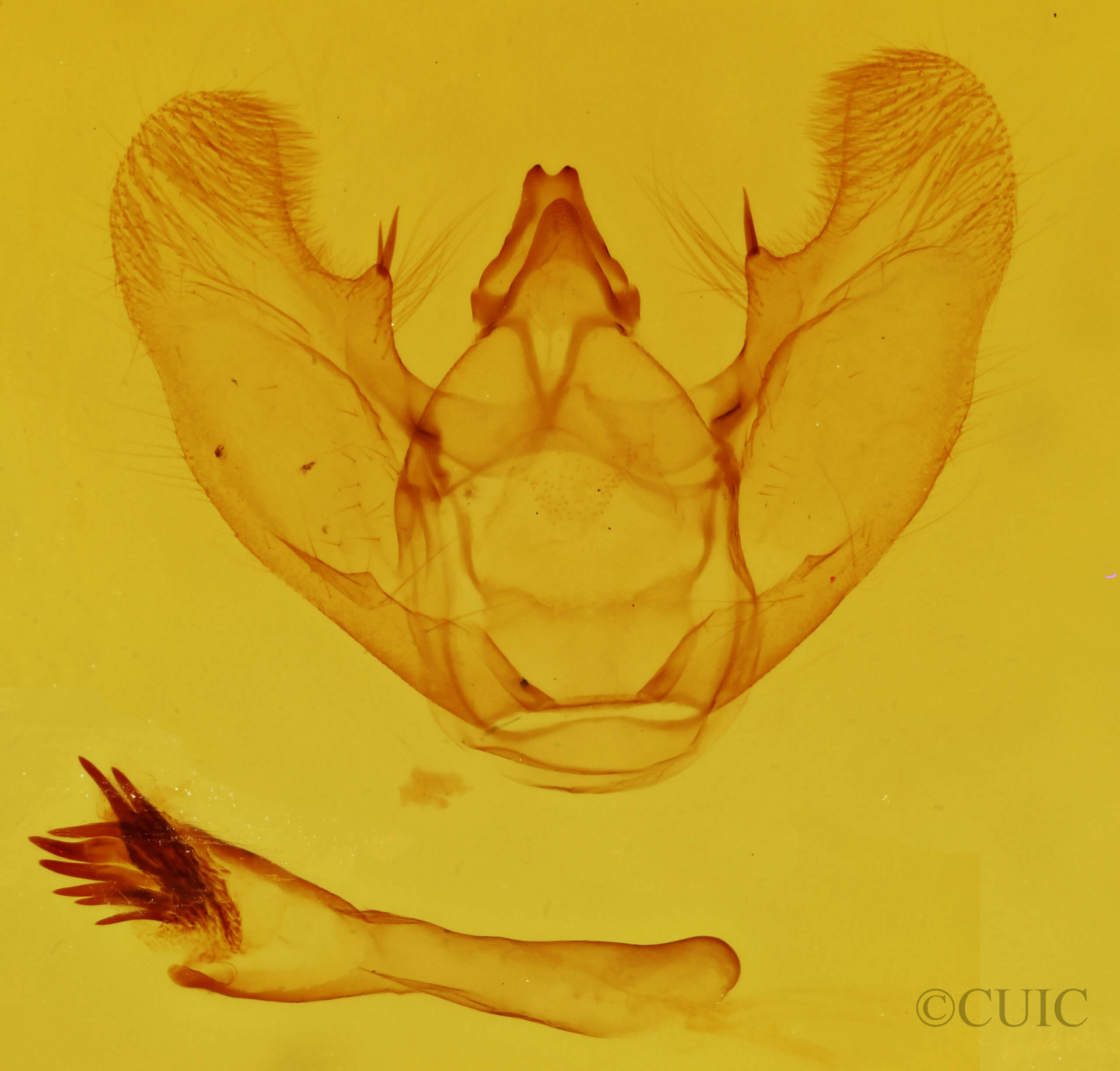 genitalia view of adult Euchlaena amoenaria astylusaria