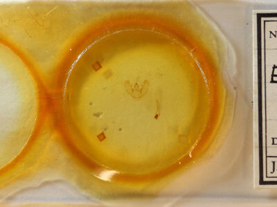 slide view of adult Euchlaena amoenaria astylusaria