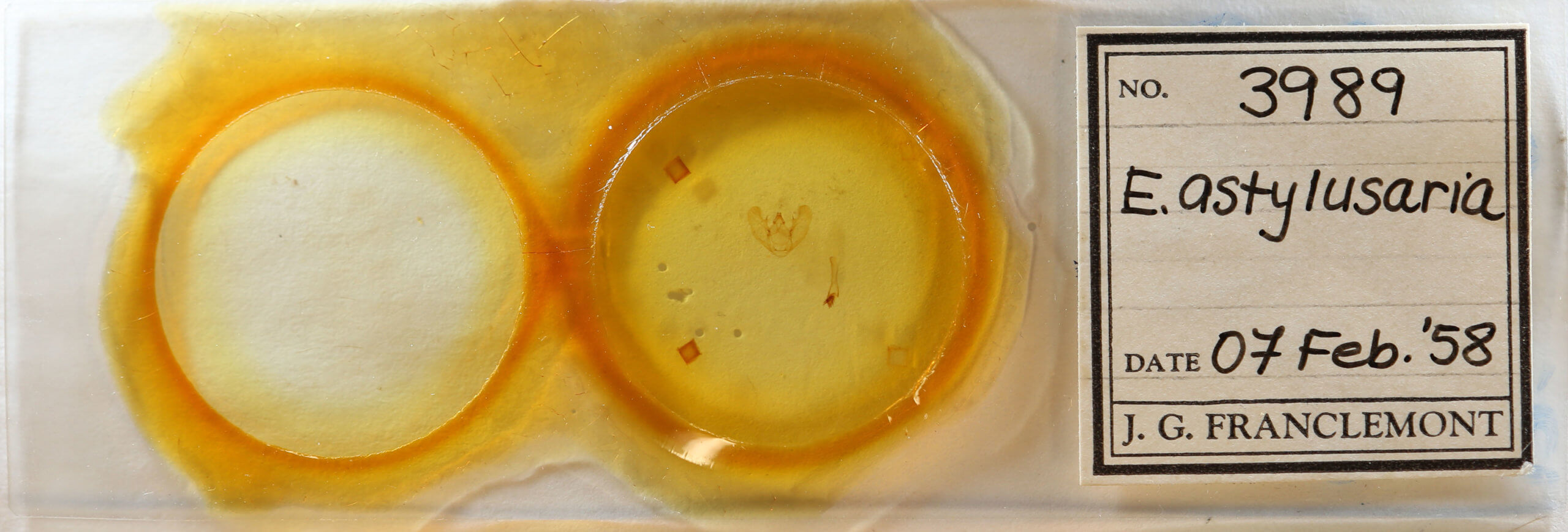 slide view of adult Euchlaena amoenaria astylusaria