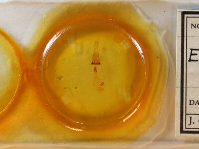 slide view of adult Euchlaena amoenaria astylusaria