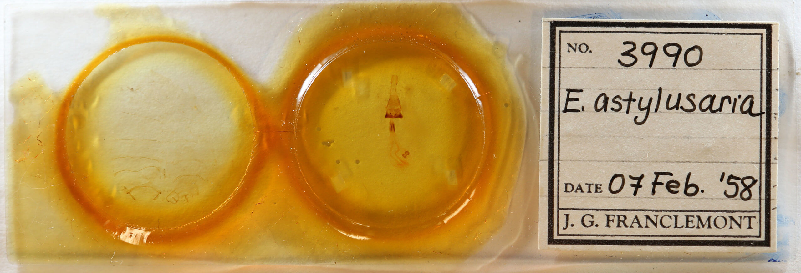 slide view of adult Euchlaena amoenaria astylusaria