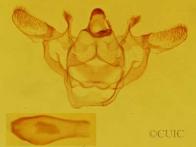genitalia view of adult Xanthotype urticaria