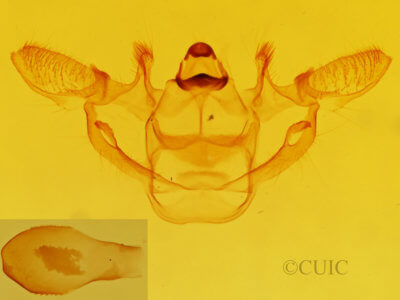 genitalia view of adult Xanthotype urticaria