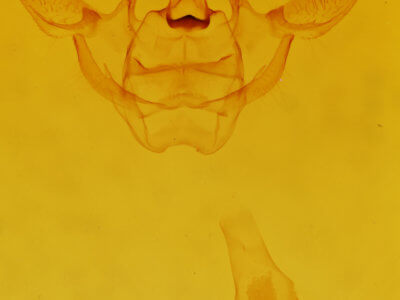 genitalia view of adult Xanthotype sospeta