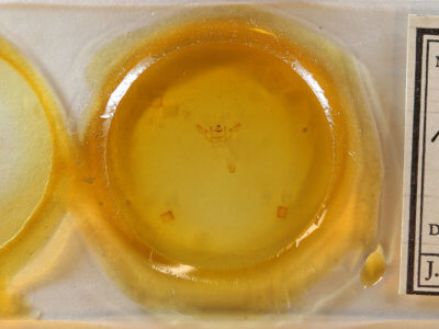 slide view of adult Xanthotype sospeta